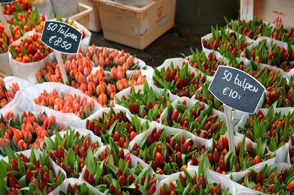 Netherlands Tulips